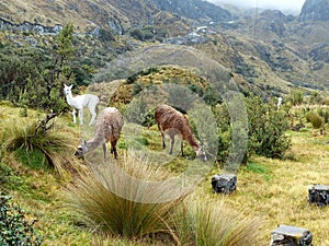 Llamas  grazing at the Cajas national park, Ecuador