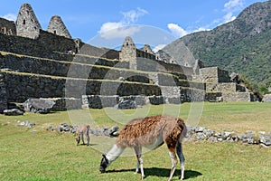 Llamas grazing at Machu Picchu, Peru