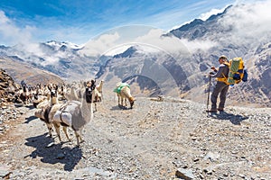 Llamas herd carrying heavy load, Bolivia mountains.