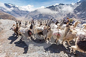 Llamas herd carrying heavy load, Bolivia mountains.