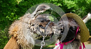 Llamas Kissing