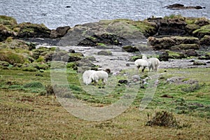 Llamas by the lagoon in the Antisana Ecological Reserve