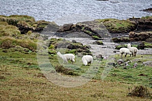 Llamas by the lagoon in the Antisana Ecological Reserve