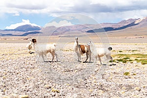 Llamas in Laguna Salar de Aguas Calientes, San Pedro de Atacama