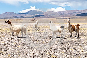 Llamas in Laguna Salar de Aguas Calientes, San Pedro de Atacama