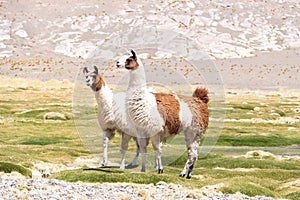 Llamas in Laguna Salar de Aguas Calientes, San Pedro de Atacama