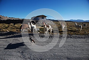 Llamas in Lauca National Park - Chile