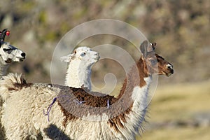 Llamas in Lauca National Park, Chile