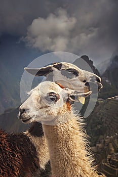 Llamas in Machu Picchu