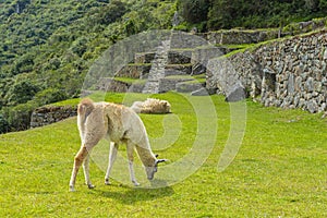 Llamas in Machu Picchu, Cusco, Peru