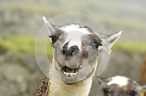 Llamas at Machu Picchu - Cuzco, peru