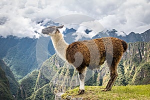 Llamas at Machu Picchu Inca Ruins - Sacred Valley, Peru