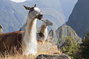 Llamas at Machu Picchu, Peruvian Historical Sanctuary