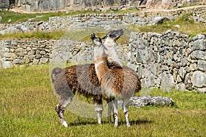 Llamas Machu Picchu ruins peruvian Andes Cuzco Peru
