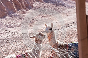 Llamas Mirador El Porito in the resort town of Purmamarca in the Province of Jujuy in Argentina in 2023