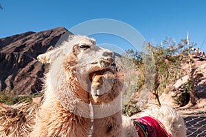 Llamas Mirador El Porito in the resort town of Purmamarca in the Province of Jujuy in Argentina in 2023