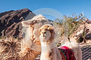 Llamas Mirador El Porito in the resort town of Purmamarca in the Province of Jujuy in Argentina in 2023