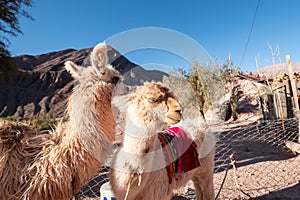 Llamas Mirador El Porito in the resort town of Purmamarca in the Province of Jujuy in Argentina in 2023