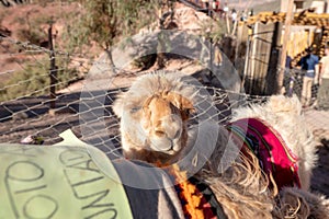 Llamas Mirador El Porito in the resort town of Purmamarca in the Province of Jujuy in Argentina in 2023