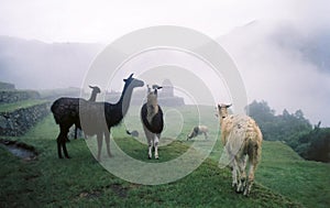 Llamas in the Mist