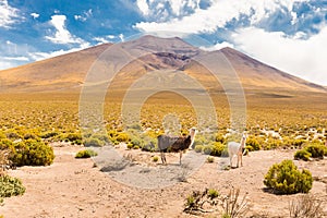 Llamas mother and baby pasturing Bolivia mountain valley.