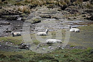 Llamas by a mountain lake in the Antisana Ecological Reserve, Ecuador