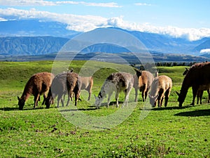 Llamas in the mountains of Ecuador