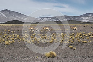 Llama in argentina photo