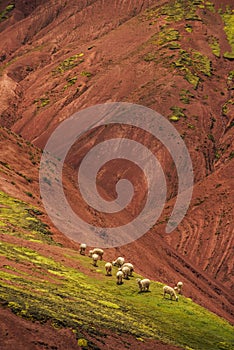 Llamas on pasture