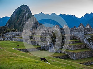 Llamas pasturing in Machu Picchu at dawn