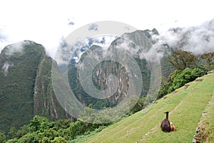 Llamas resting on the Machu Picchu photo