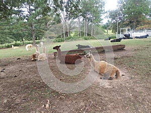 Llamas resting in the pasture