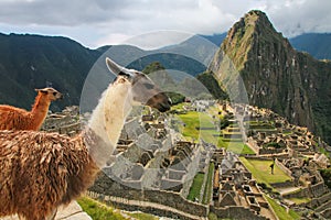 Llamas standing at Machu Picchu overlook in Peru