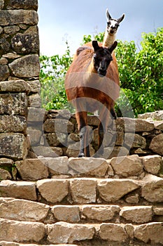 Llamas on stone steps