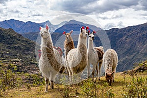 Llamas on the trekking route from Lares in the Andes photo