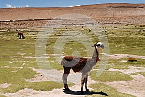 Llamas on the trekking route from Lares in the Andes photo