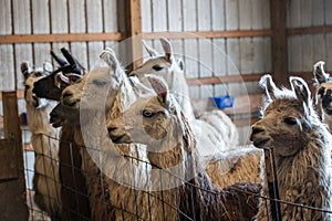 Llamas on a typlical farm