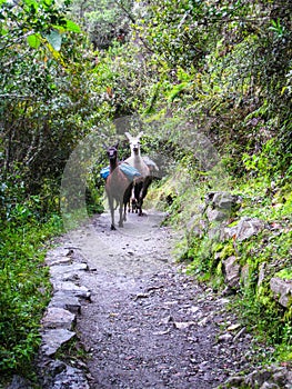 Llamas used as donkeys by locals on the Inca Trail. South America. No people.