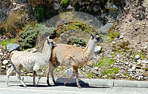 Llamas walking along the road, Ecuador