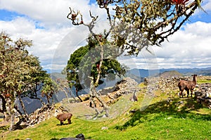 Llamas within the walls of Kuelap Peru.