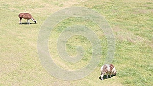 Fluffy and friendly llamas of Machu Picchu