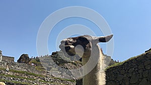 Fluffy and friendly llamas of Machu Picchu