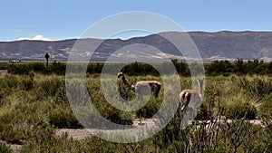 Llamas y VicuÃÂ±as photo