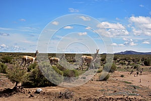 Llamas y VicuÃÂ±as photo