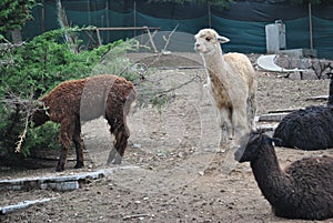 Llamas at the zoo