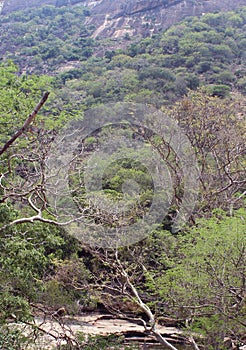 Llandscaped hill trees