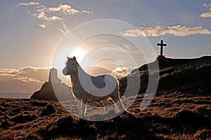 Llandwyn Island photo