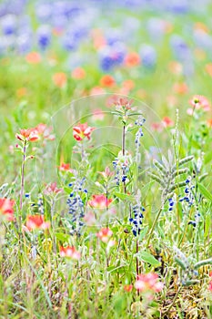 Indian Paintbrush and Bluebonnet wildflowers in the Texas hill country