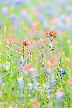 Indian Paintbrush and Bluebonnet wildflowers in the Texas hill country