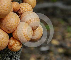 Llao Llao fungus Cyttaria harioti photo